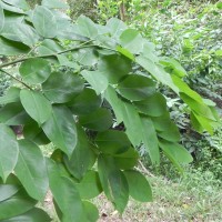 <i>Pterocarpus indicus</i>  Willd.
